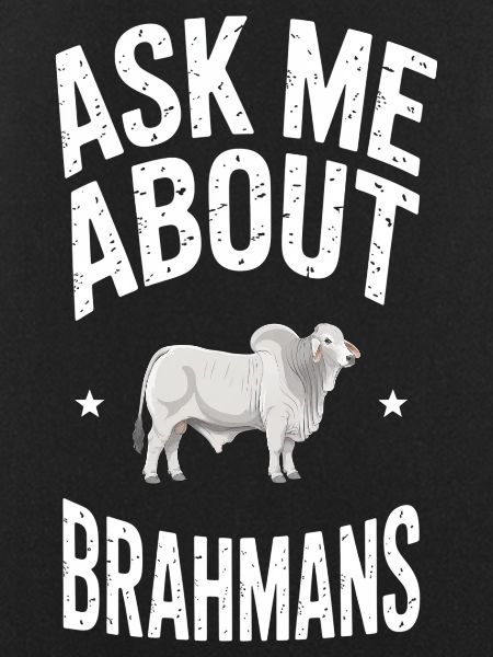 Brahman Cattle Cows Gift