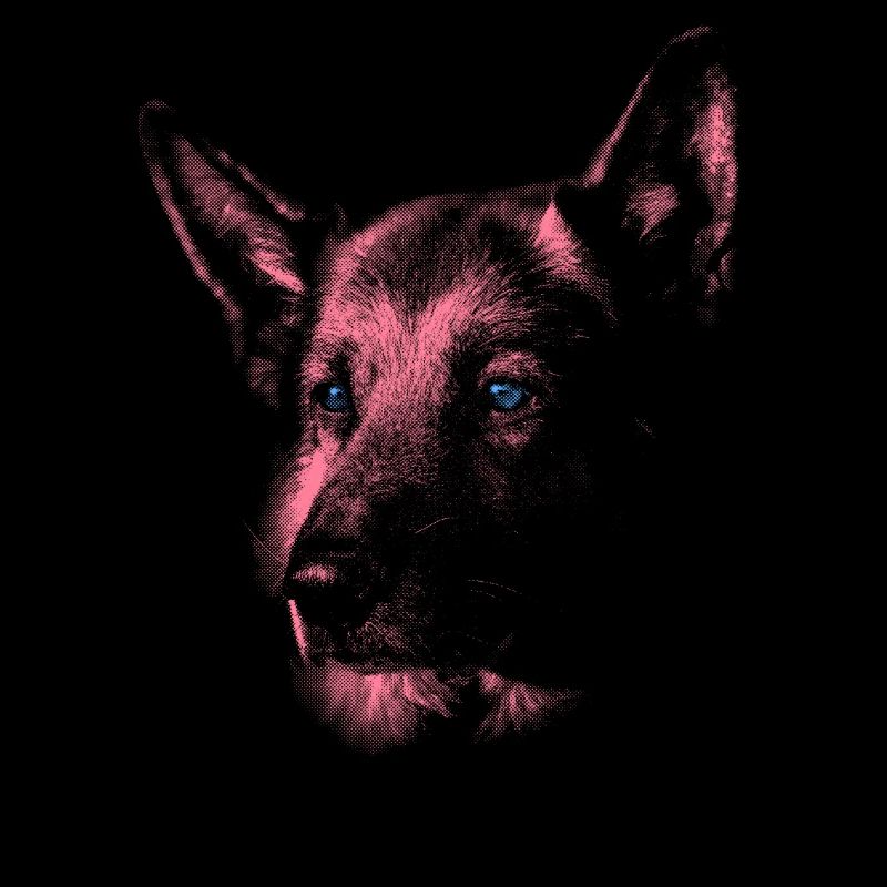 German Shepherd with Blue Eyes