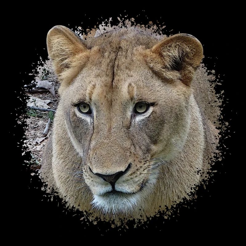 lioness