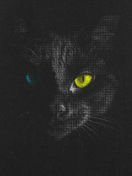 Black cat