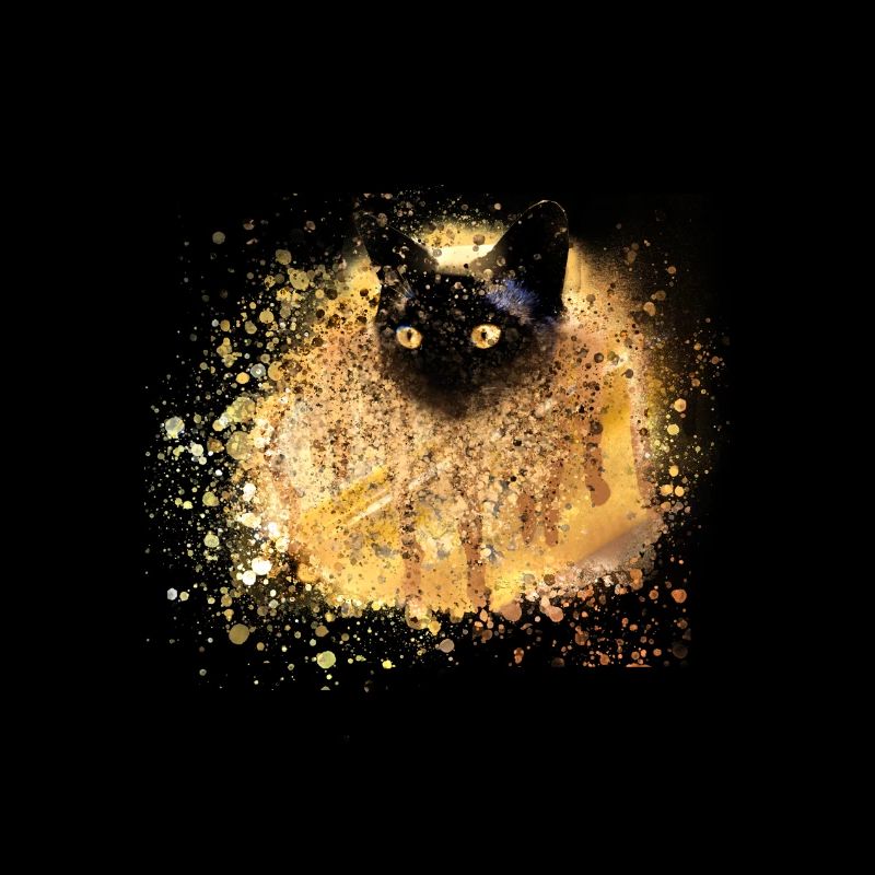 Chat siamois, chat, graffiti, blanc, chaton, or