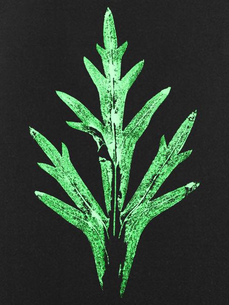 Blatt / Rittersporn - Garten & Natur