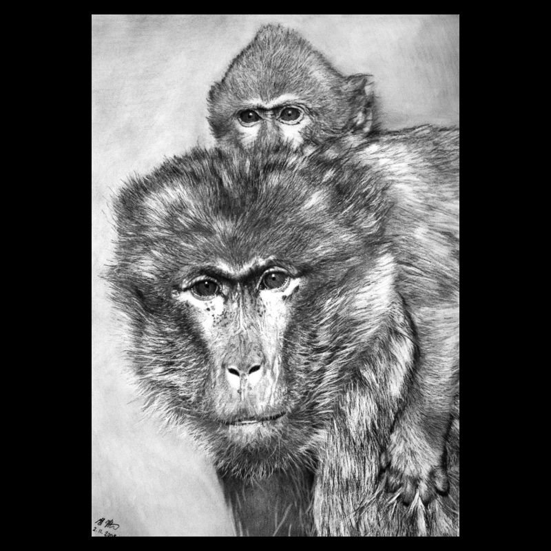 Monkey