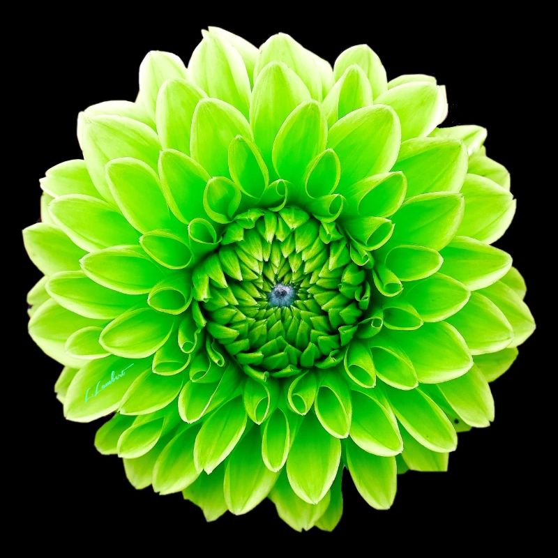 Fleur
