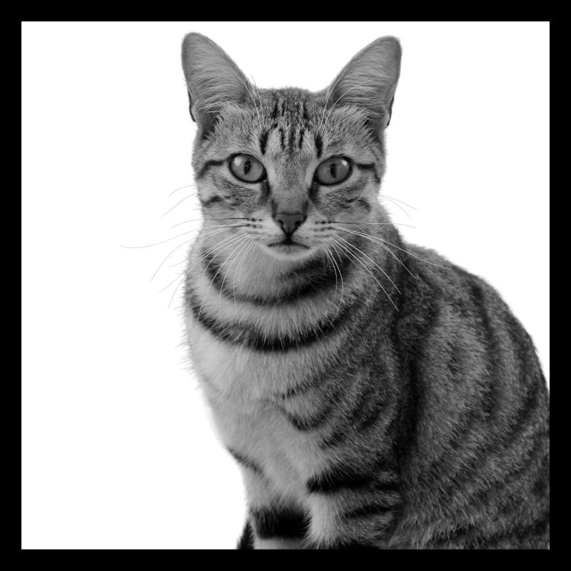 Chat blanc Chat Chat blanc Cadeau