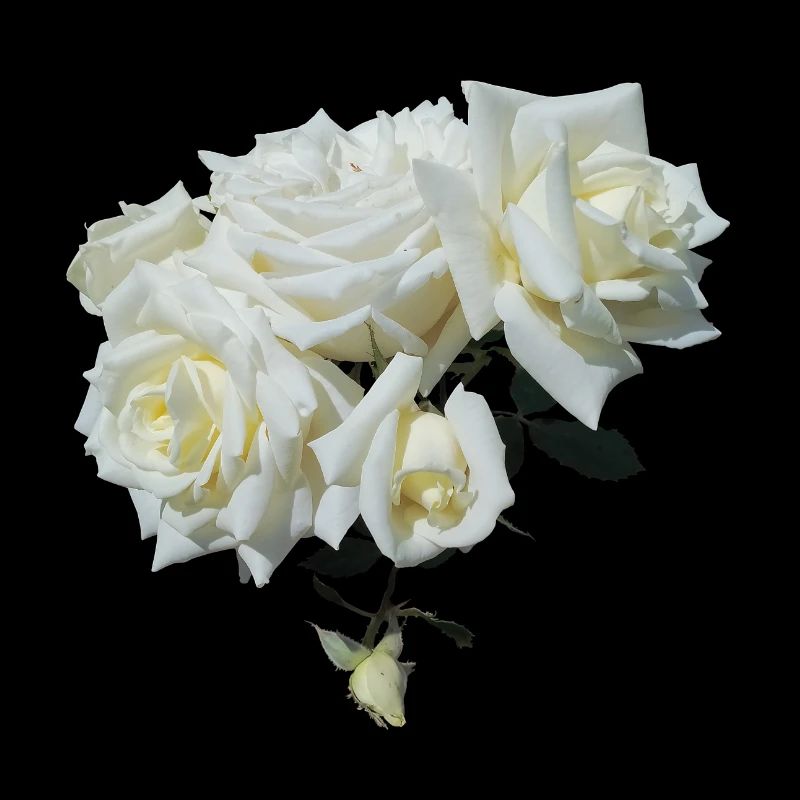 WHITE ROSE BUSH