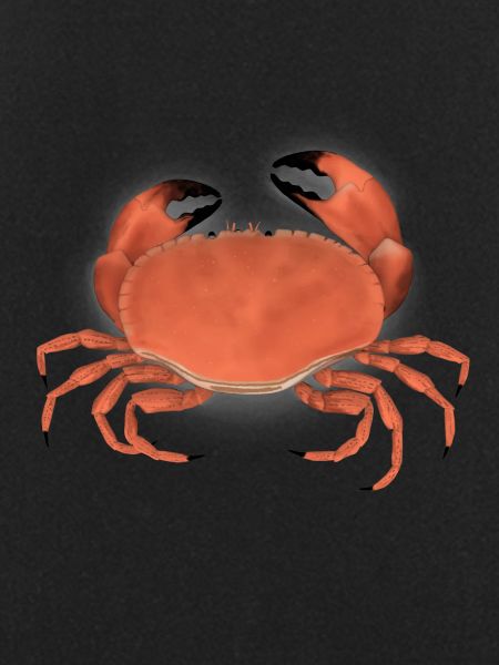 krabbe
