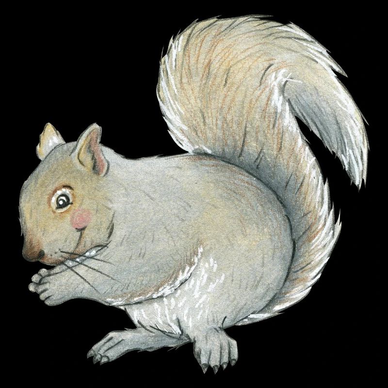 Grauhörnchen