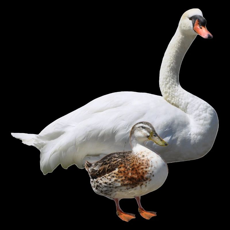 Schwan