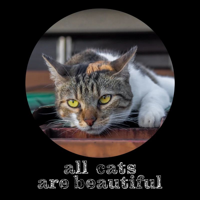 tous les chats sont beaux