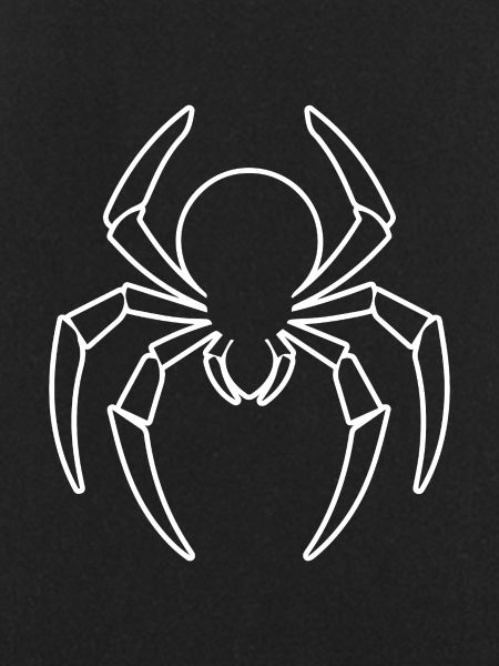 Spider spiders animals