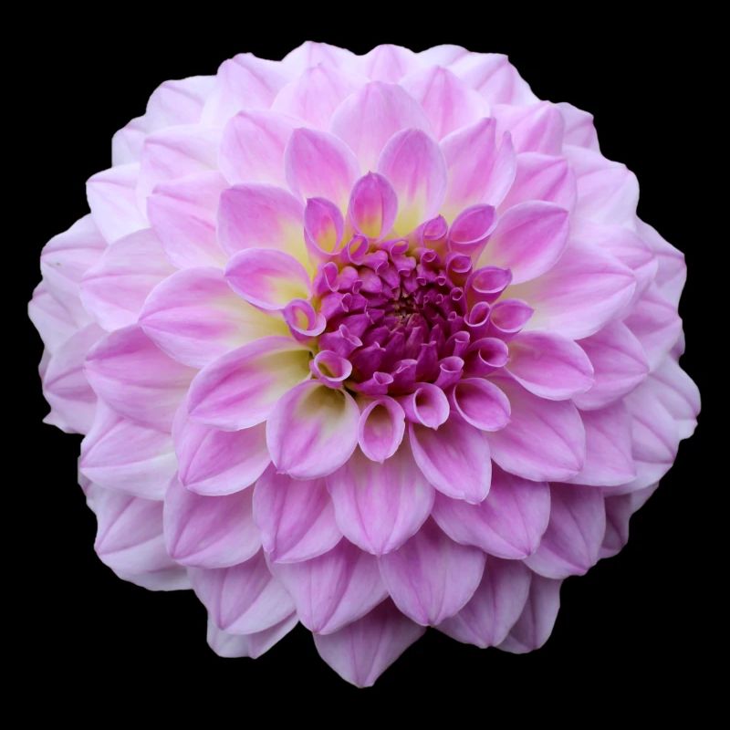 Fleur Rose Rose Fleur Fleurs Rose Rose Fleurs