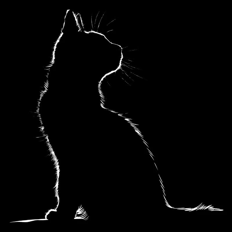 Chat, Motif De Chat