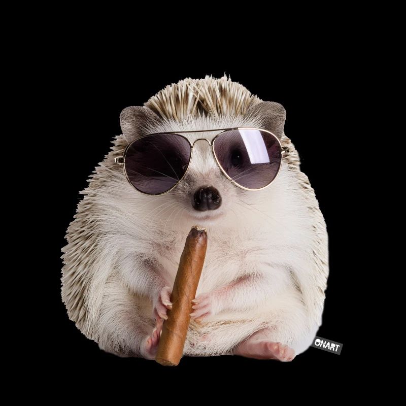 Hérisson cool