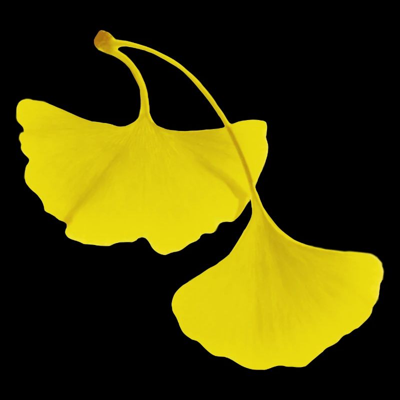 Feuilles de ginko