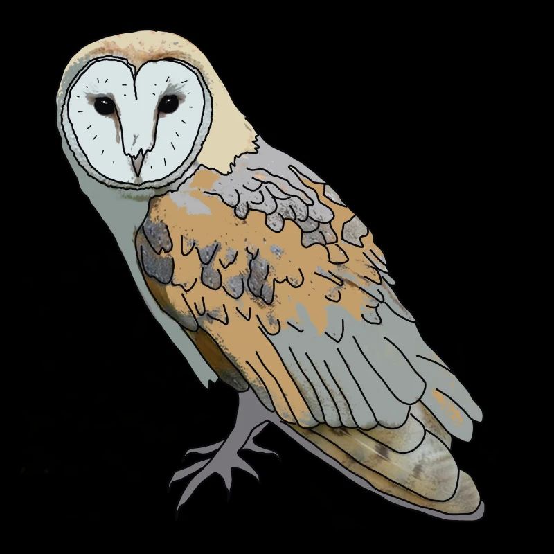 Eule - Schleiereule