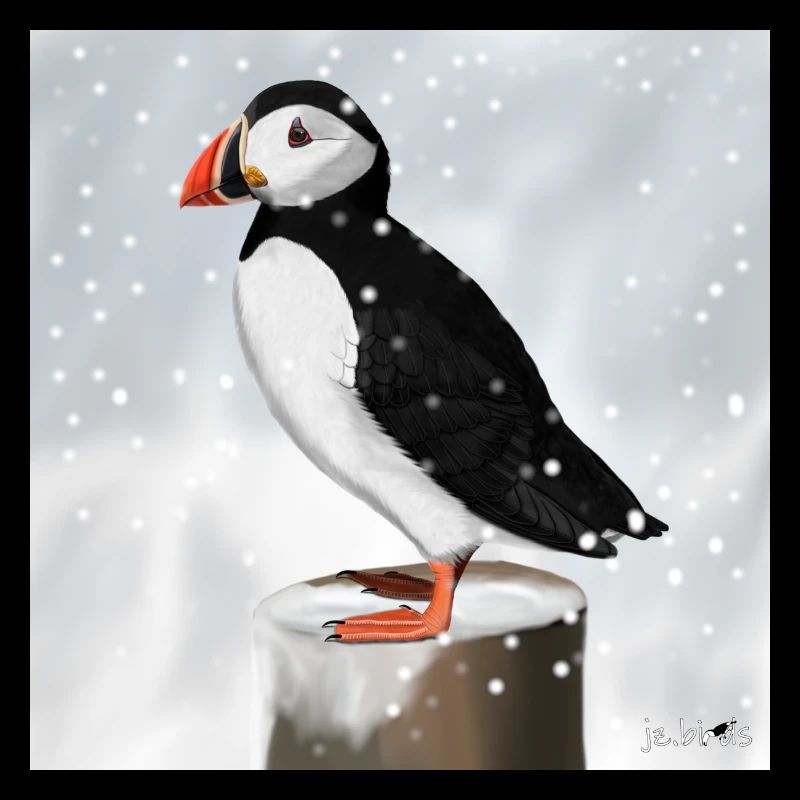 Macareux peint dans la conception d'oiseaux de neige