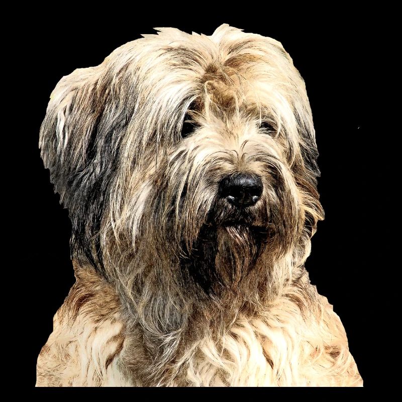 Berger Catalan