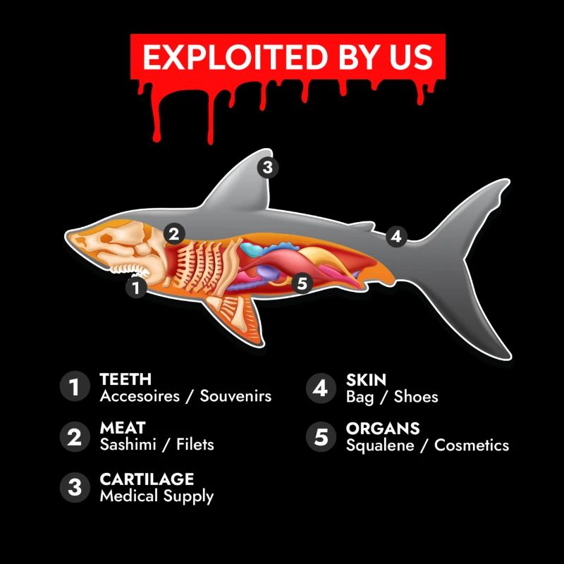 Danger Shark Exploited