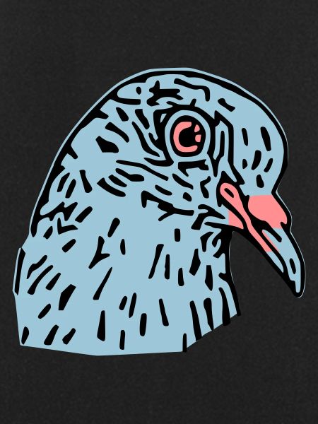 pigeonnot
