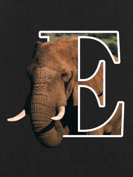 E Elephant alphabet animals
