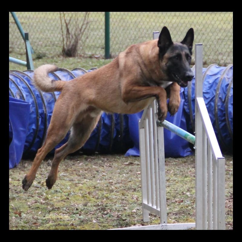Mateo Agility