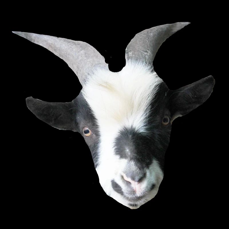 Robin the billy goat