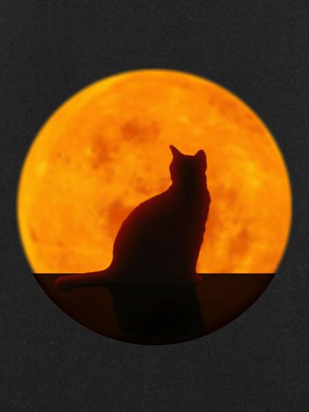 Chat
