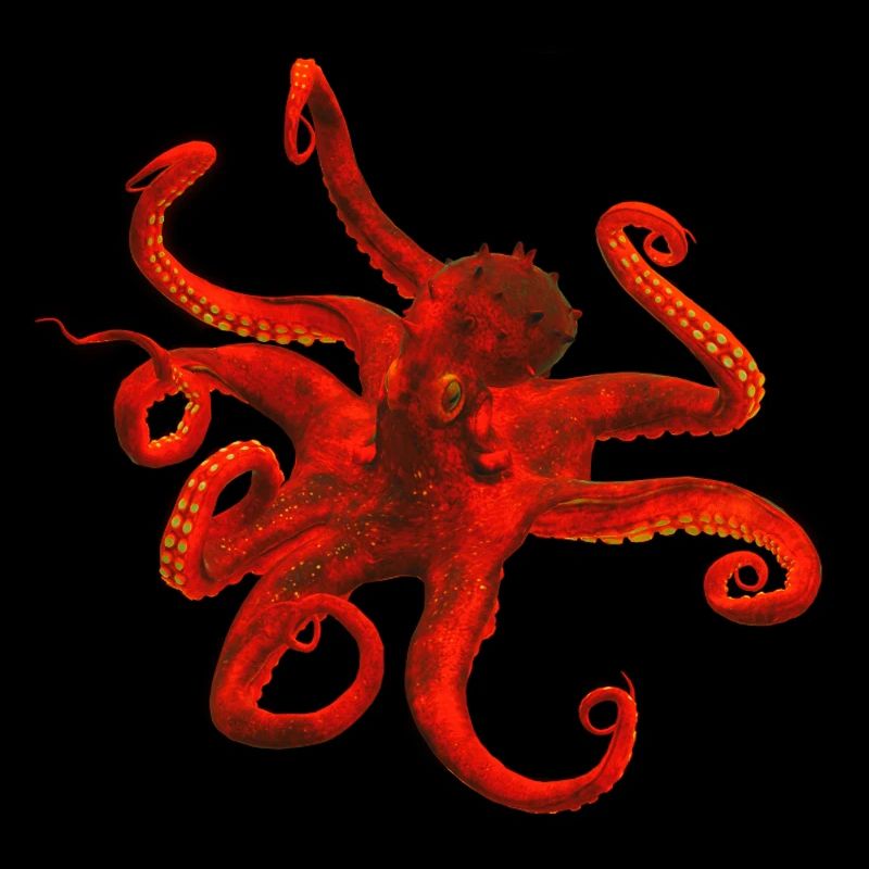 octopus