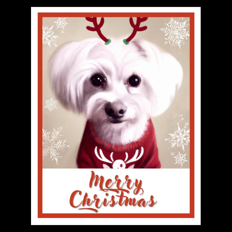 Chien maltais dans un pull de Noël rouge.