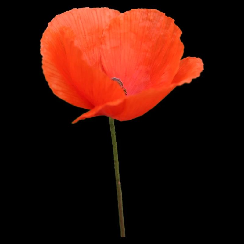 Mohnblume Mohn Klatschmohn