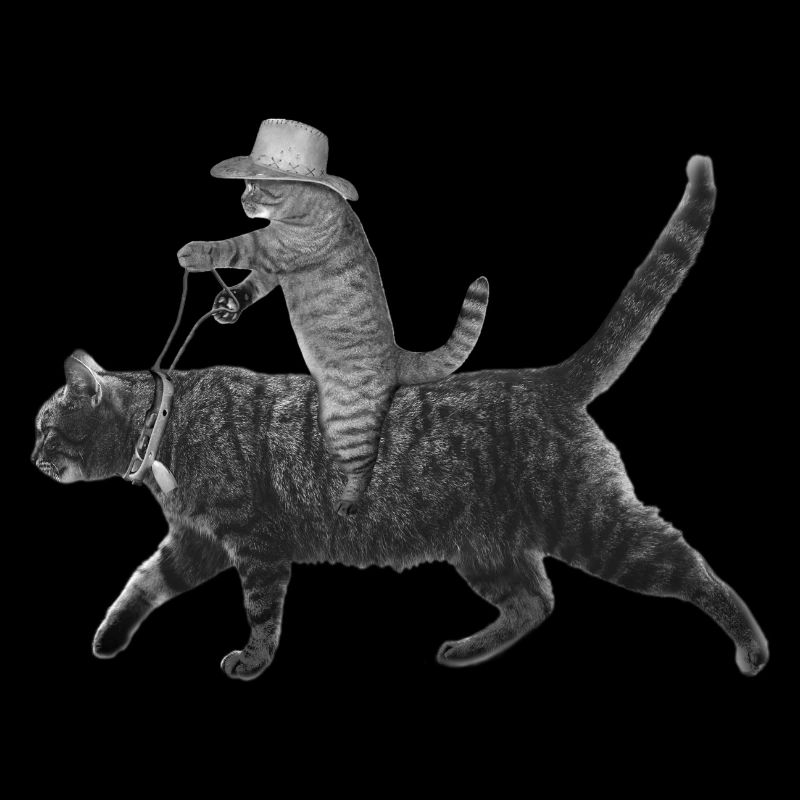 Howdy Cat Équitation Cat Kitty Cowboy