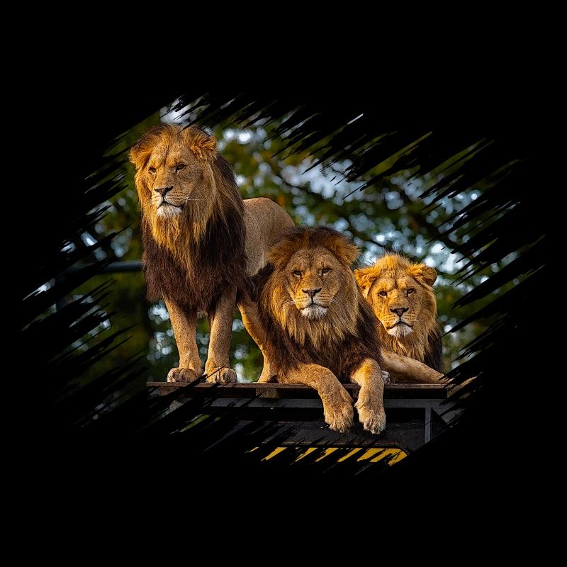 les Lions