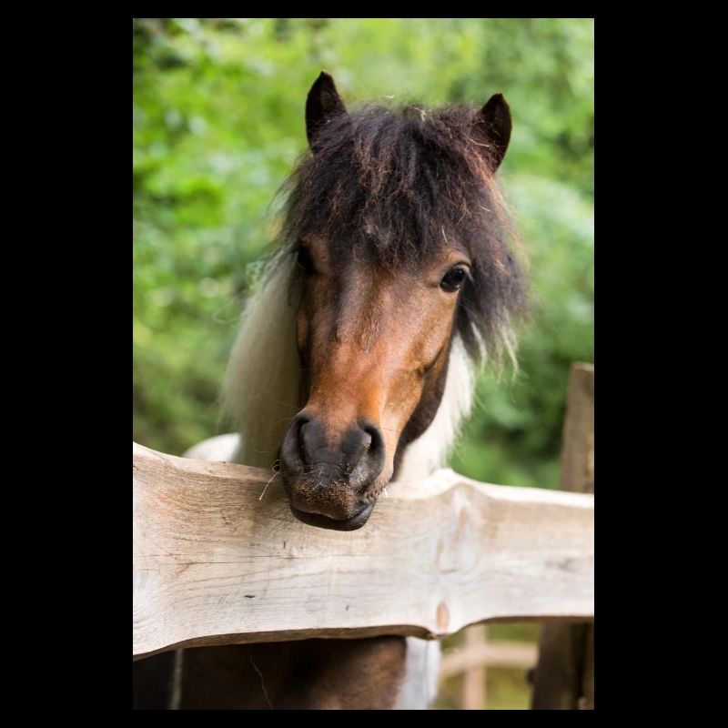 lustiges Pony Pepper Schecke vom Regenbogenhof