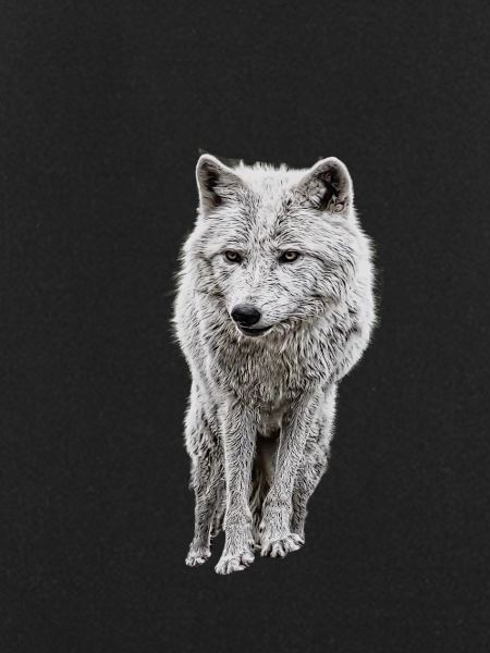 Gray wolf logo
