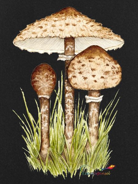 Parasolpilz oder Riesenschirmling