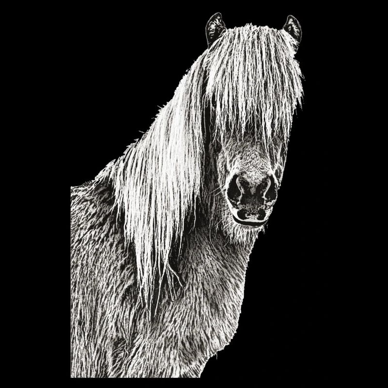 Chevaux cheval tête de cheval cavalier