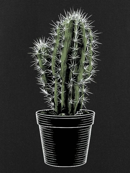 Cactus in black pot