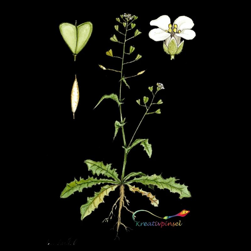 Shepherd's purse (Capsella bursa pastoris)