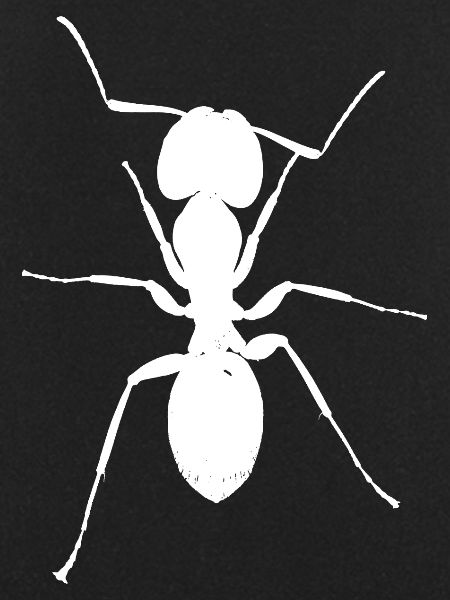 Ant