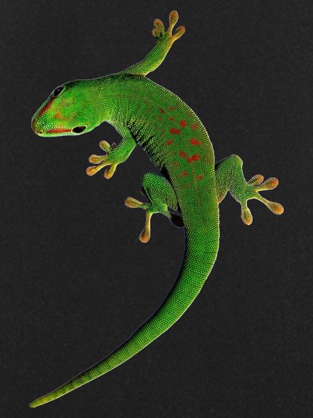 gecko
