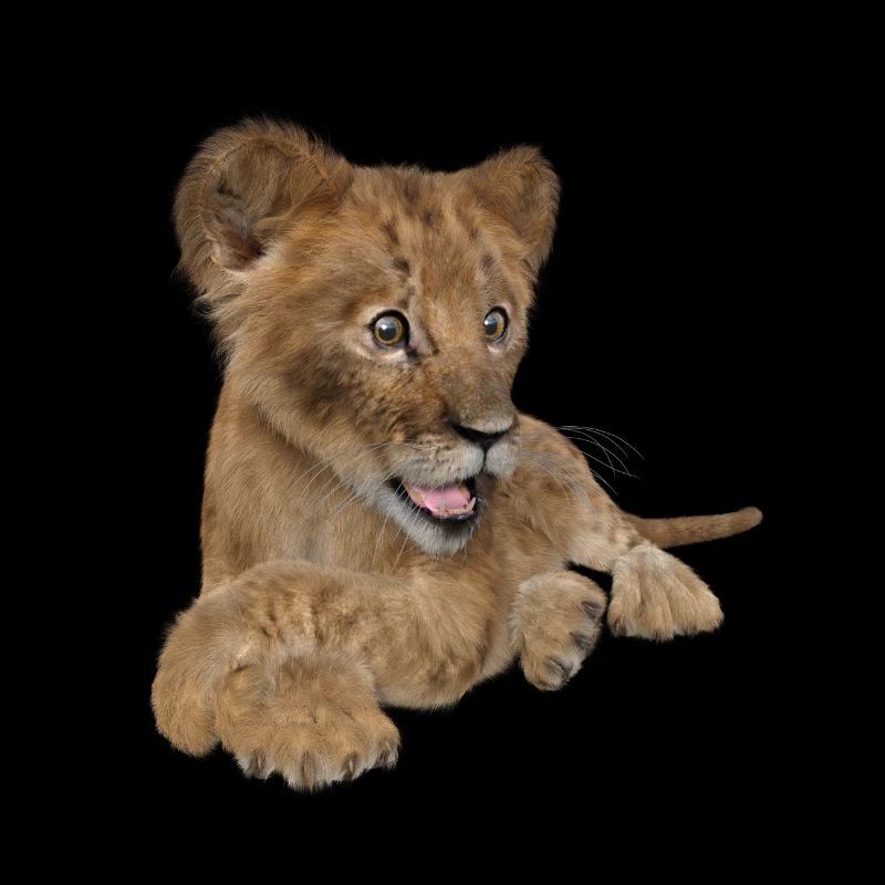 Lionceau mignon