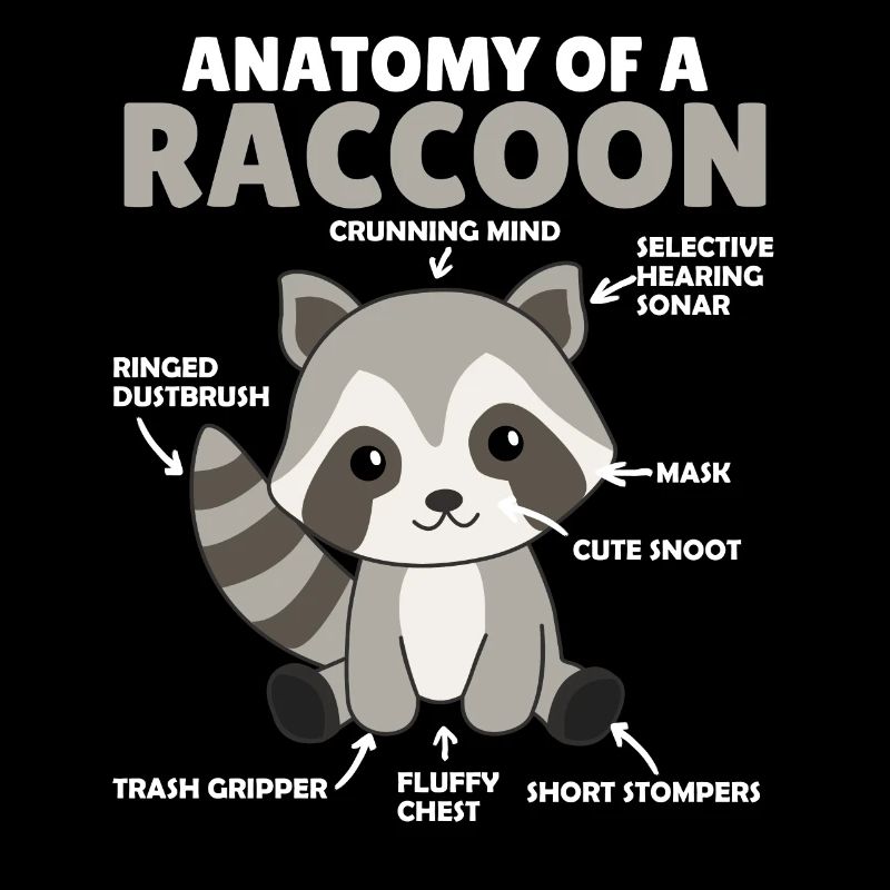 explication du raton laveur doux Anatomie d’un raton laveur