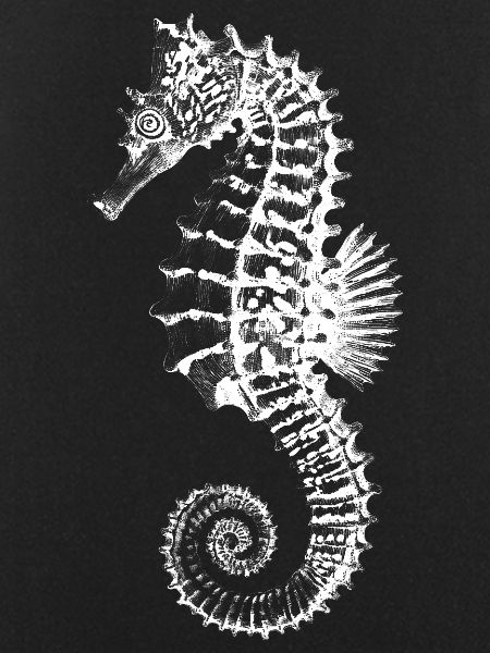 High-Contrast Seahorse Silhouette