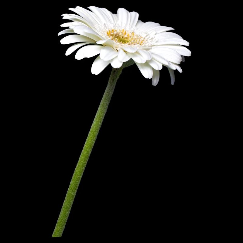 Gerbera I exempté
