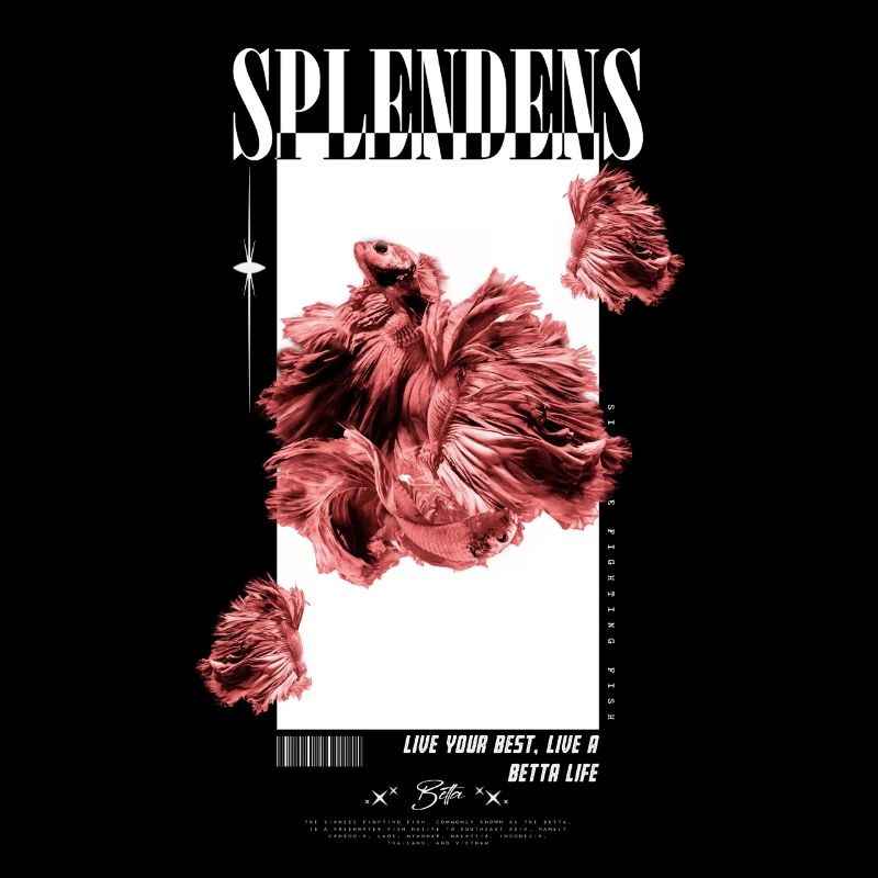 Siamese Fighting Fish Betta Life Fish