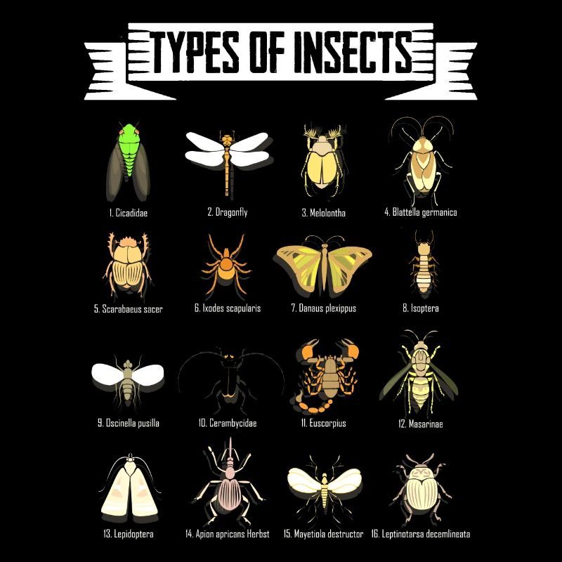 Enfants types d’insectes science sort