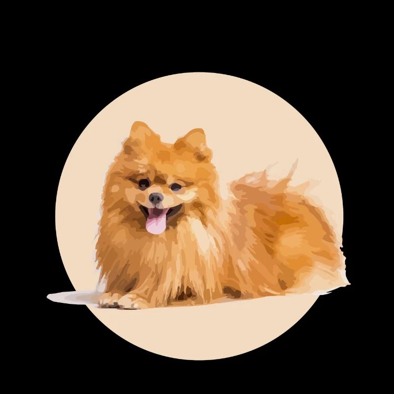 Red Spitz