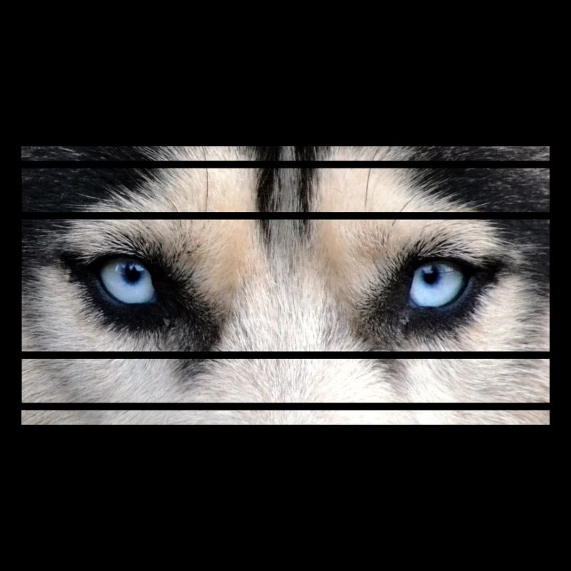 Yeux Husky