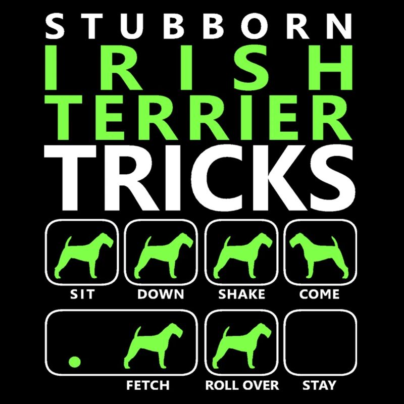Hartnäckige Irish Terrier Tricks